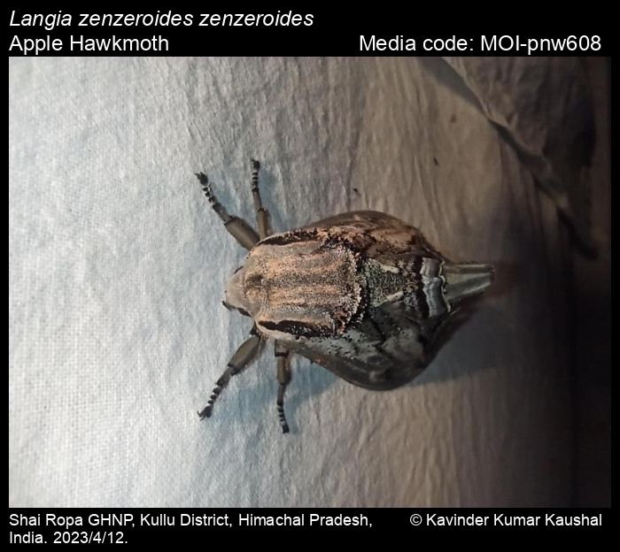 Langia zenzeroides Moore, 1872 - Apple Hawkmoth | Moths